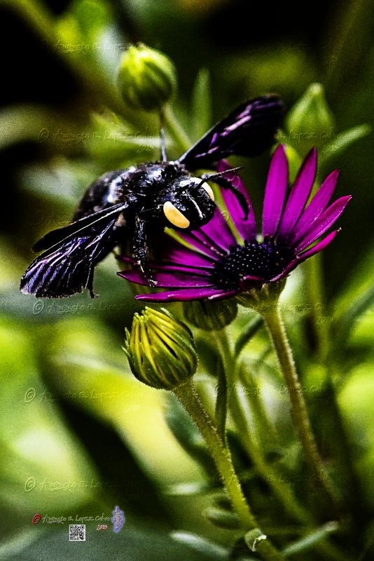 Extraterrestre mimentizado en insecto.jpg